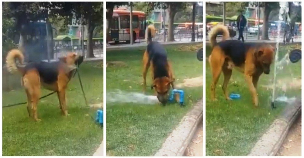 Perritos sedientos se metieron en un gran lío, intentaron salir del apuro pero todo fue peor Perritos sedientos se metieron en un gran lío, intentaron salir del apuro pero todo fue peor