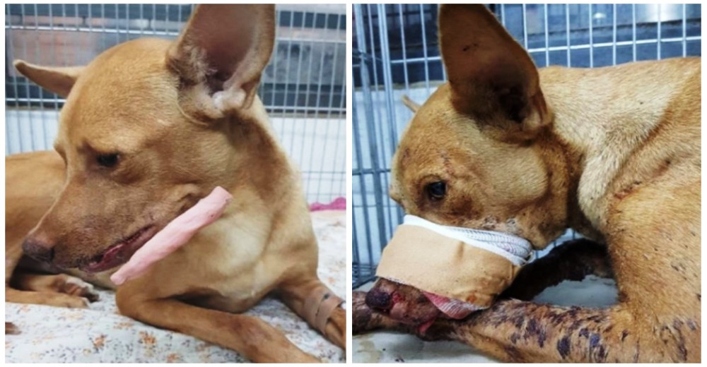 Un perro lucha por su vida después de que unos niños hicieran estallar un petardo en su hocico