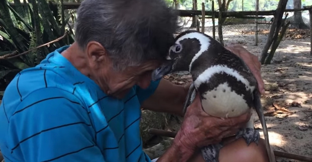 Un pingüino nada 8.000 kilómetros cada año para visitar al hombre que le salvó la vida Un pingüino nada 8.000 kilómetros cada año para visitar al hombre que le salvó la vida