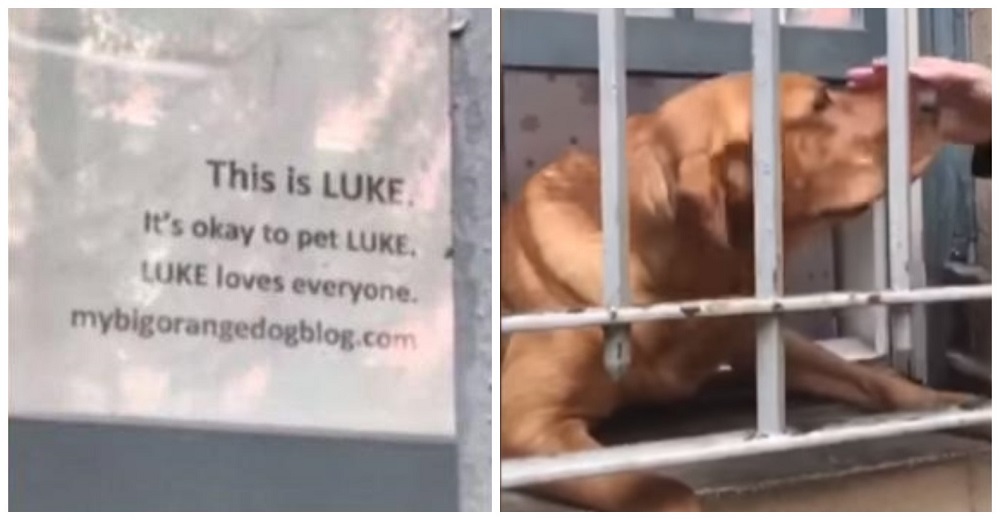 A su perro le encanta tanto repartir saludos que tuvo que poner un letrero en la ventana A su perro le encanta tanto repartir saludos que tuvo que poner un letrero en la ventana