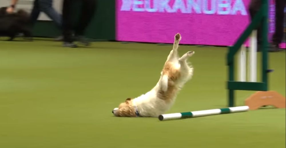 Ni el grave error que cometió en un concurso de habilidades detuvo a este enérgico perrito Ni el grave error que cometió en un concurso de habilidades detuvo a este enérgico perrito