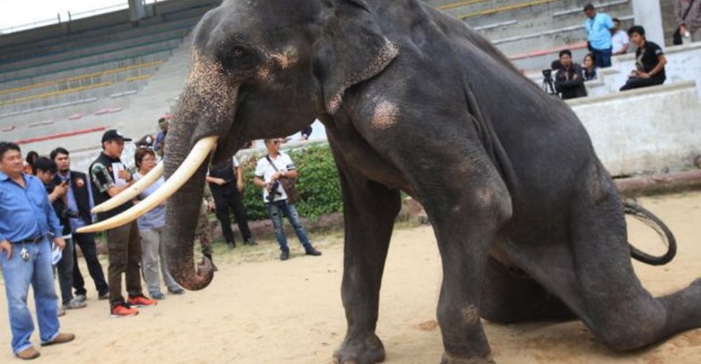 Elefantes esqueléticos en un zoo indignan tanto a las autoridades que intervienen de inmediato Elefantes esqueléticos en un zoo indignan tanto a las autoridades que intervienen de inmediato