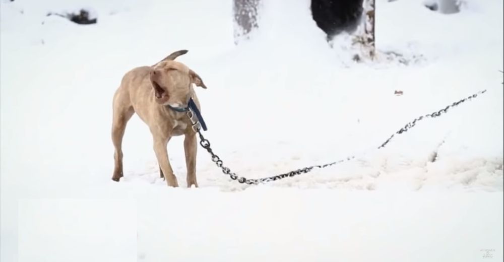 Una cachorrita pitbull estaba amarrada en la nieve y llorando, rogando que alguien la viera