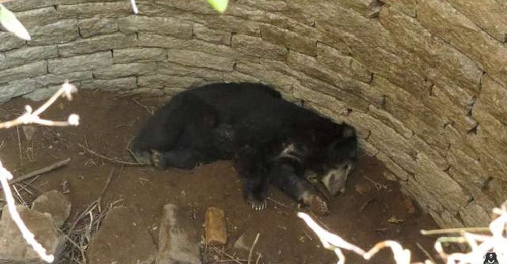 Llantos de dolor provenían de un pozo, cuando se acercó supo que tenía que pedir refuerzos Llantos de dolor provenían de un pozo, cuando se acercó supo que tenía que pedir refuerzos