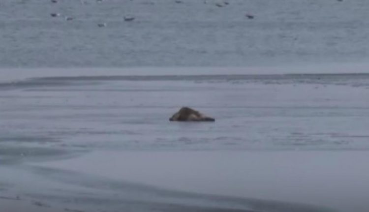 Rescate perro lago congelado Turquía