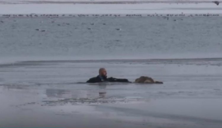 Rescate perro lago congelado Turquía