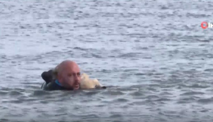 Rescate perro lago congelado Turquía