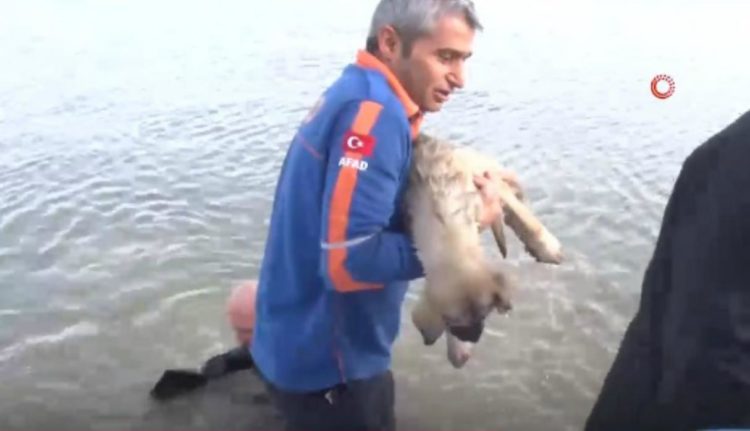 Rescate perro lago congelado Turquía