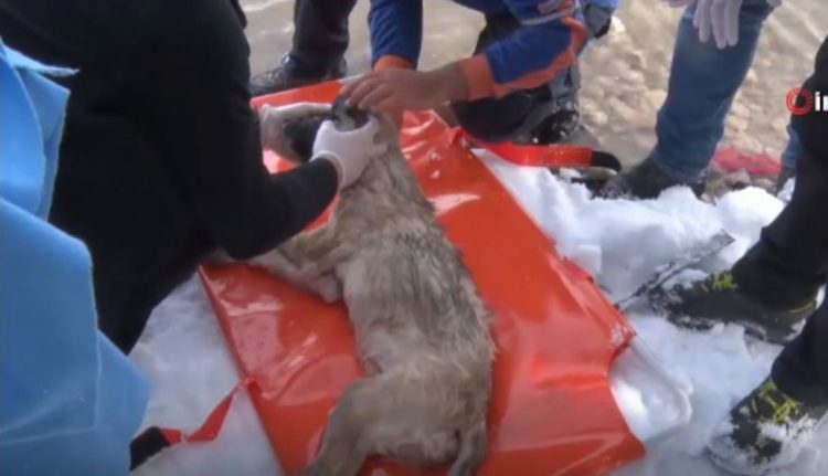 Rescate perro lago congelado Turquía