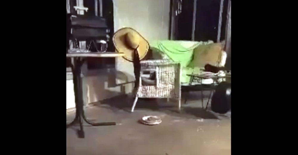 Cada noche la comida de su gato disminuía… Hasta que sorprendió infraganti a un ladronzuelo Cada noche la comida de su gato disminuía… Hasta que sorprendió infraganti a un ladronzuelo