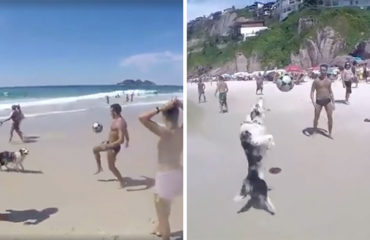 Scotch el perro futbolista