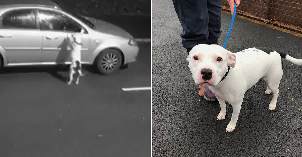 Fue abandonado en la calle sin piedad pero ahora las celebridades se pelean por adoptarlo