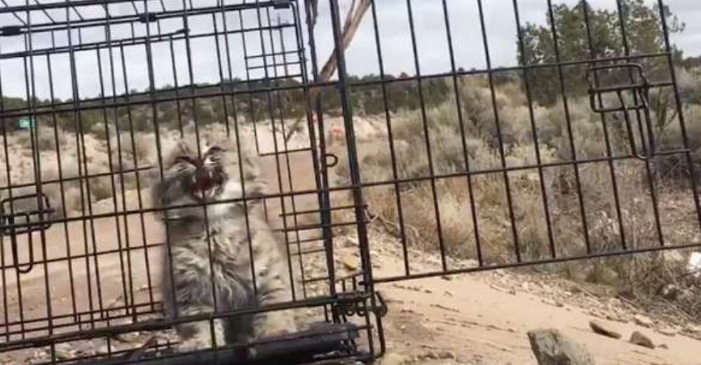 Un tierno gato montés bebé está empeñado en mostrarle al mundo lo feroz que es Un tierno gato montés bebé está empeñado en mostrarle al mundo lo feroz que es