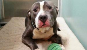 Pitbull muy cariñoso es abandonado en un refugio porque sus dueños tuvieron un quinto bebé