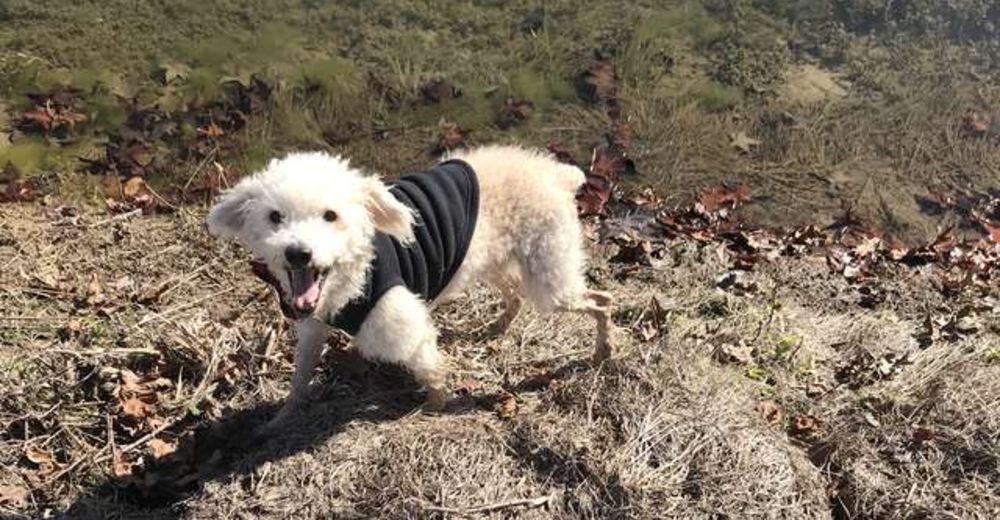 Perrito callejero en fase terminal tenía los días contados hasta que alguien lo quiso de verdad Perrito callejero en fase terminal tenía los días contados hasta que alguien lo quiso de verdad