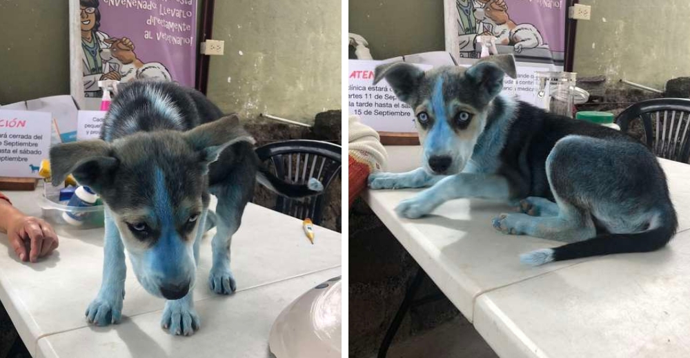 Un perro impacta a los veterinarios por el color azulado de su piel Un perro impacta a los veterinarios por el color azulado de su piel