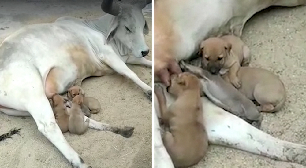 Cinco perritos pierden a su madre, pero una amorosa vaca no tuvo ningún problema en reemplazarla