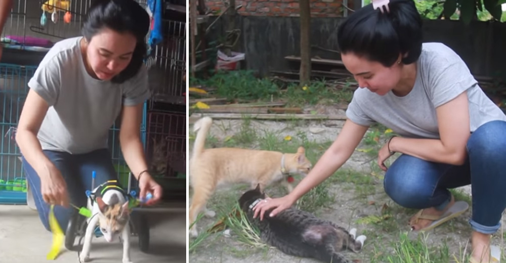La heroica mujer que vive con 158 gatos que ella misma ha rescatado de las calles