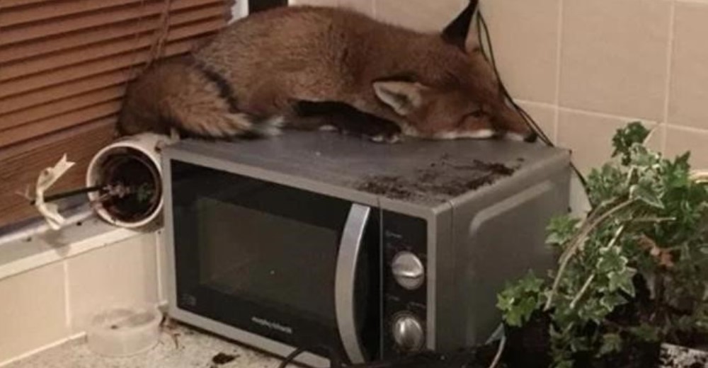 Una mujer entra a su cocina y se encuentra con un pequeño zorro acurrucado sobre el microondas Una mujer entra a su cocina y se encuentra con un pequeño zorro acurrucado sobre el microondas