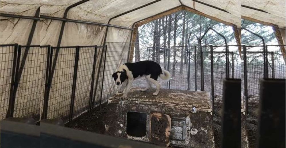 Sigue a unas vacas tras escapar de un criadero y logra que otros 16 perros sean rescatados Sigue a unas vacas tras escapar de un criadero y logra que otros 16 perros sean rescatados
