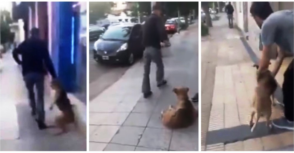 Arrastra a su perro tirándolo del collar y lo abandona en plena calle, pero se hizo justicia Arrastra a su perro tirándolo del collar y lo abandona en plena calle, pero se hizo justicia