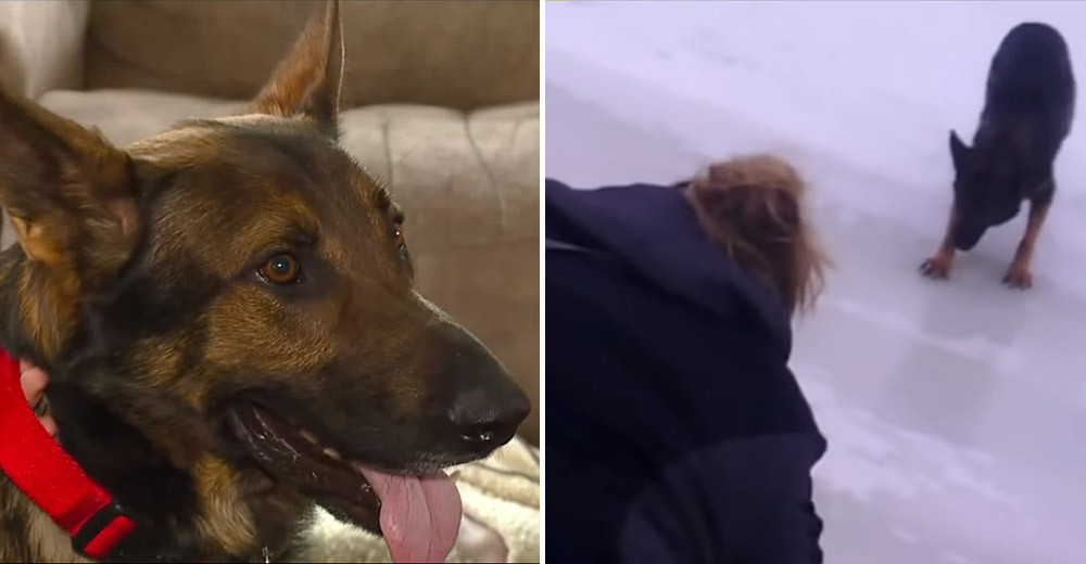Rescatan a un perro a punto de perder la vida tras escapar de casa en la peor ola de frío polar