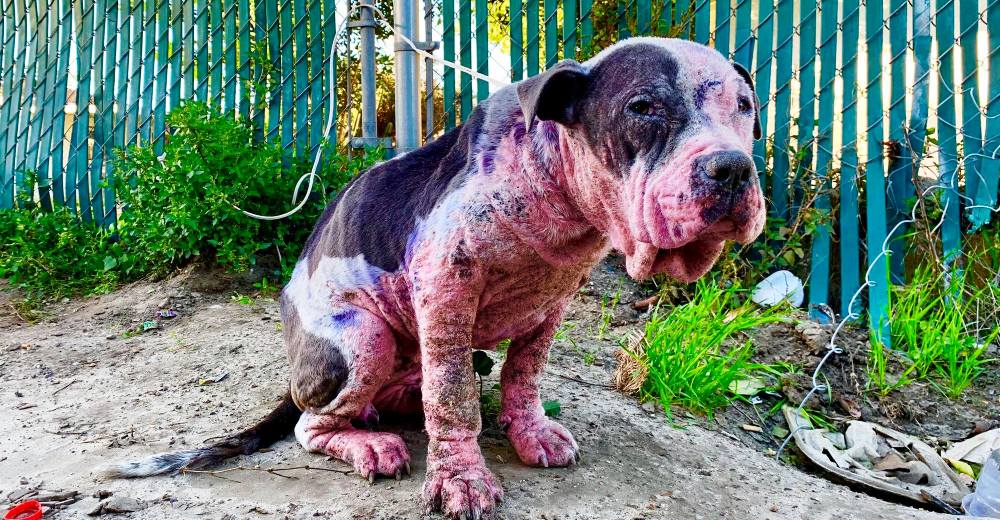 Pintada con aerosol y atada con un cable a una cerca… Pero ella sólo perdona Pintada con aerosol y atada con un cable a una cerca… Pero ella sólo perdona