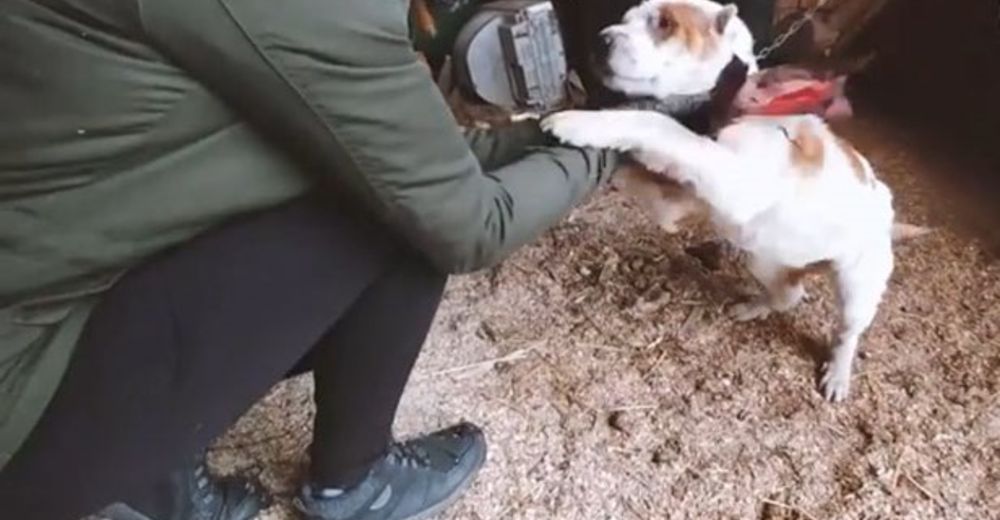 Gracias a un gran corazón, esta perrita fue rescatada del infierno congelado en que vivía Gracias a un gran corazón, esta perrita fue rescatada del infierno congelado en que vivía