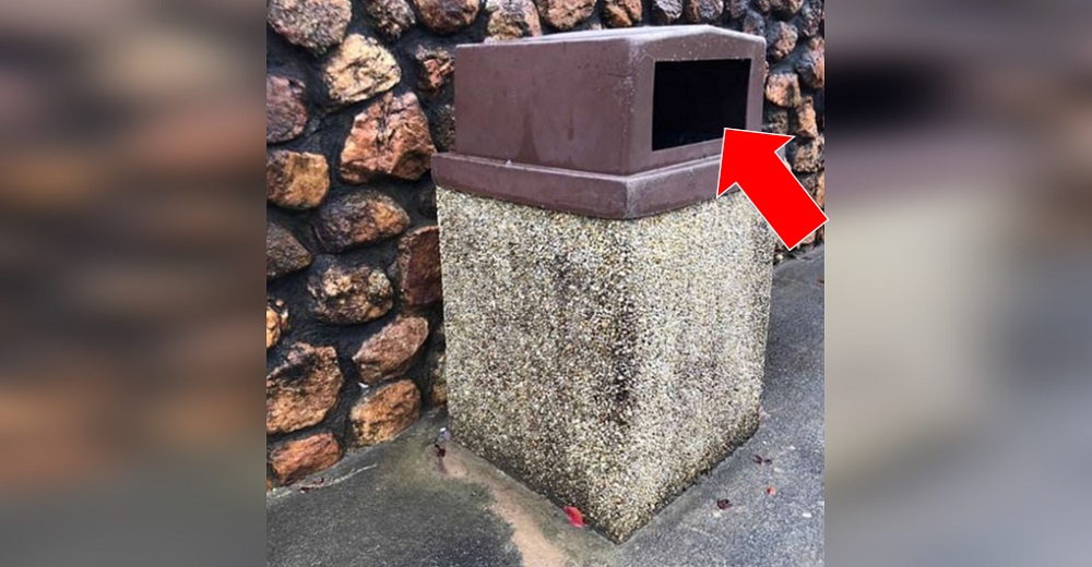 Iba a depositar la basura cuando logr贸 escuchar d茅biles llantos de dolor, se qued贸 destrozada Iba a depositar la basura cuando logr贸 escuchar d茅biles llantos de dolor, se qued贸 destrozada