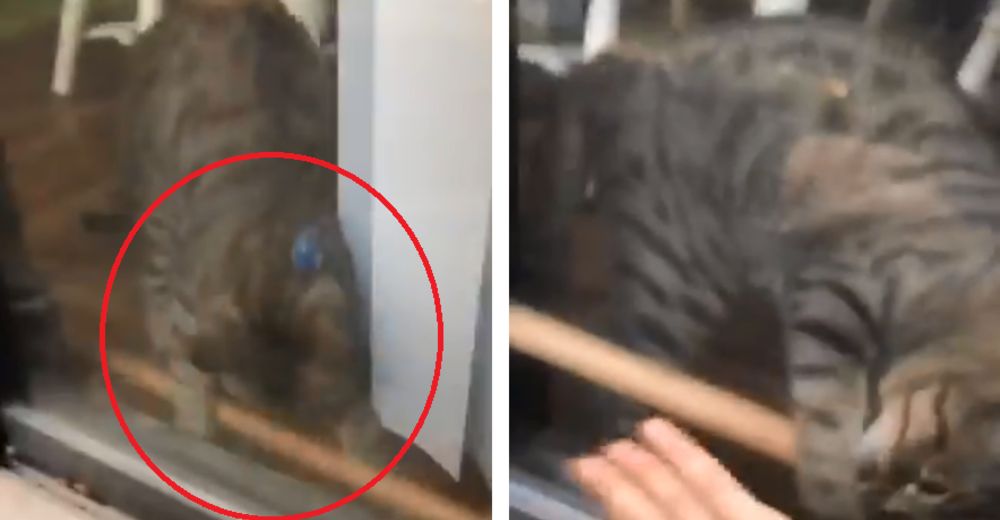 Se quedó afuera de su casa sin poder entrar, pero su inteligente gato supo que debía intervenir