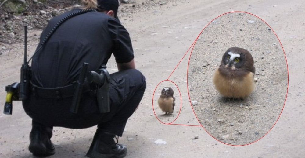 Un oficial de policía se encuentra con un búho bebé y tienen la más adorable conversación Un oficial de policía se encuentra con un búho bebé y tienen la más adorable conversación