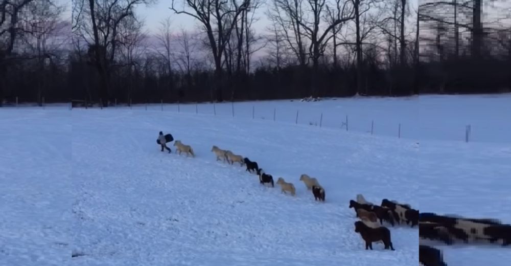 Un niño da un paseo en trineo y cerca de 20 caballitos miniatura no se quieren quedar atrás Un niño da un paseo en trineo y cerca de 20 caballitos miniatura no se quieren quedar atrás
