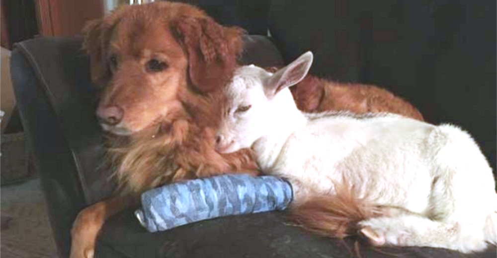 Una cabra bebé rechazada encuentra en un perro «perezoso» su mejor amigo en quien acurrucarse