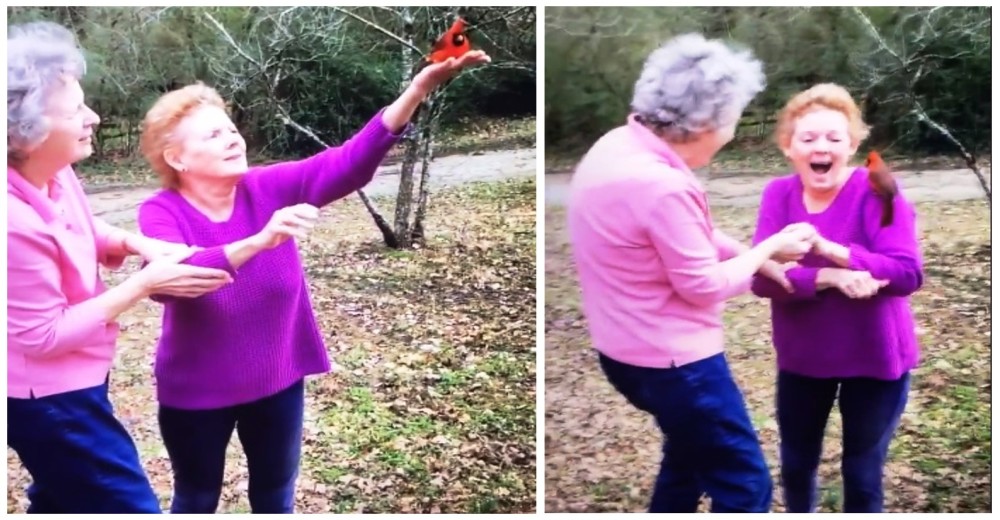 Graban al hermoso visitante en su jardín que su abuela fallecida les prometió enviar