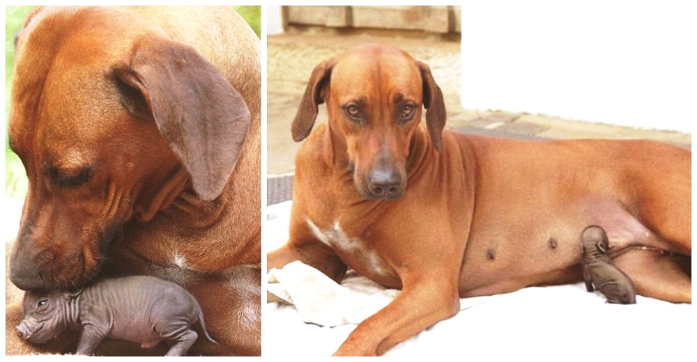 Cerdita recién nacida abandonada por su mamá luchaba por su vida hasta que una perrita intervino Cerdita recién nacida abandonada por su mamá luchaba por su vida hasta que una perrita intervino