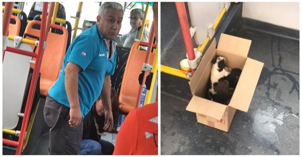 Un chófer detiene varias veces el autobús para alimentar a los cachorros que rescató Un chófer detiene varias veces el autobús para alimentar a los cachorros que rescató