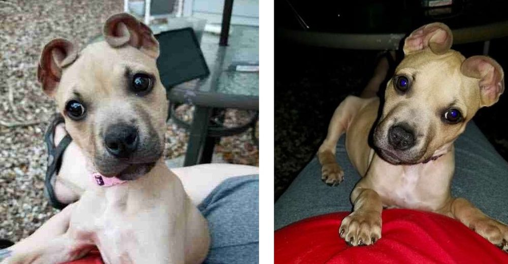 Una perrita rescatada paraliza Internet por sus adorables orejitas que parecen rollos de canela Una perrita rescatada paraliza Internet por sus adorables orejitas que parecen rollos de canela