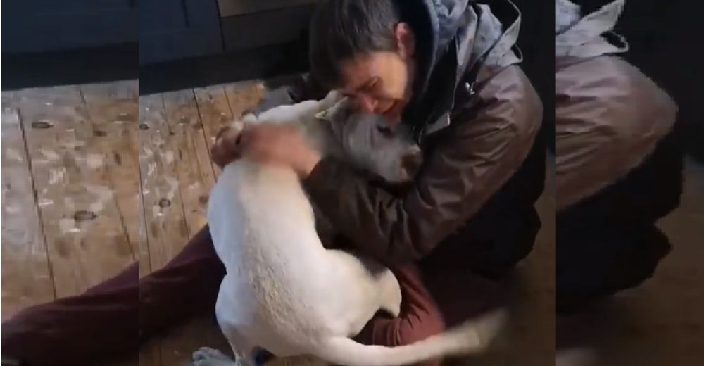Lame las lágrimas de felicidad de su dueño sin hogar que pensó que jamás la encontraría Lame las lágrimas de felicidad de su dueño sin hogar que pensó que jamás la encontraría