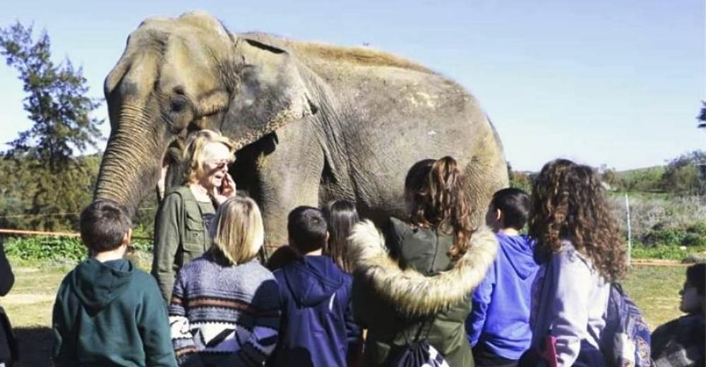 La triste historia de Dumba, la elefanta que ha vuelto a aparecer esquelética en un zoo La triste historia de Dumba, la elefanta que ha vuelto a aparecer esquelética en un zoo
