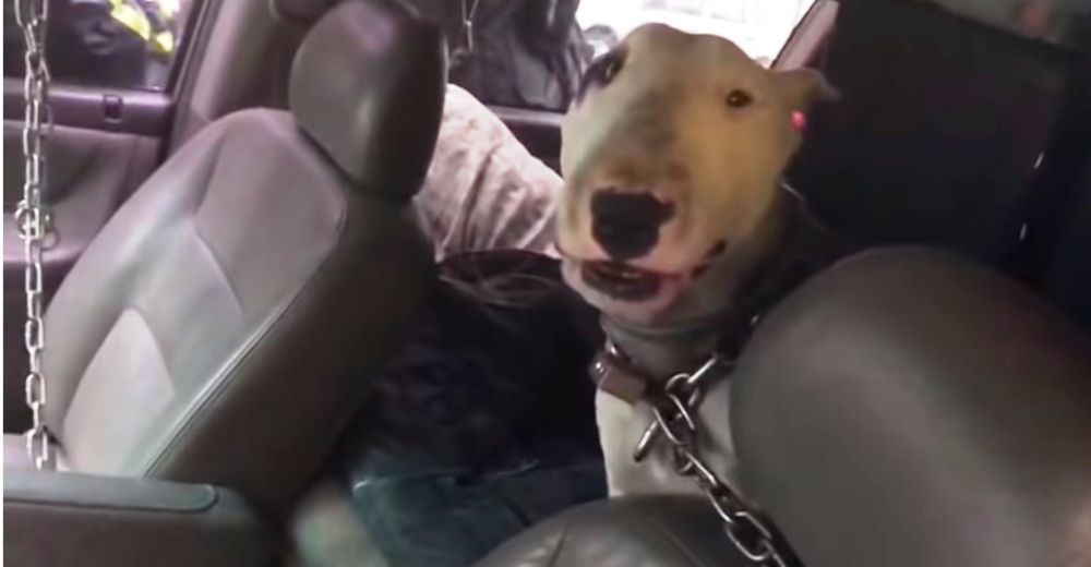 Encadenado y con un candado sujeto al cuello durante 30 horas dentro de una camioneta Encadenado y con un candado sujeto al cuello durante 30 horas dentro de una camioneta