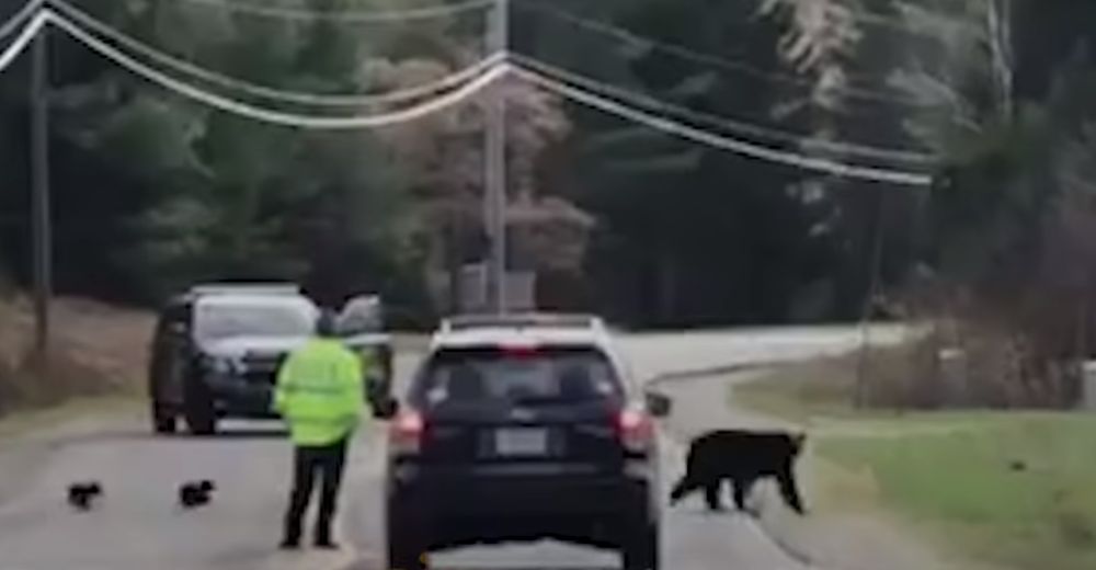 Mamá osa cruza la calle una y otra vez – Un policía mira a un lado del camino y lo entiende todo Mamá osa cruza la calle una y otra vez – Un policía mira a un lado del camino y lo entiende todo