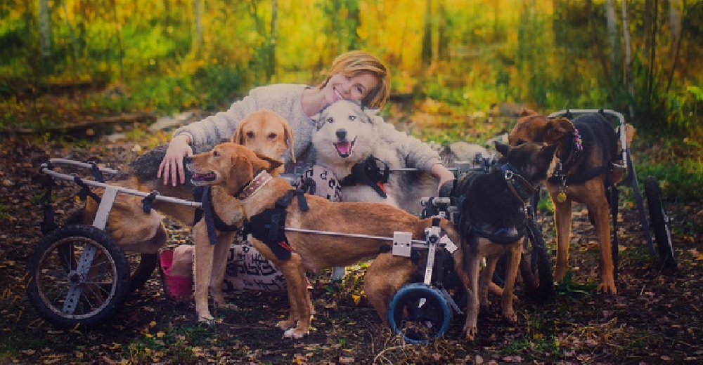 Una famosa fotógrafa lo abandona todo para vivir con cientos de perritos enfermos en el bosque Una famosa fotógrafa lo abandona todo para vivir con cientos de perritos enfermos en el bosque
