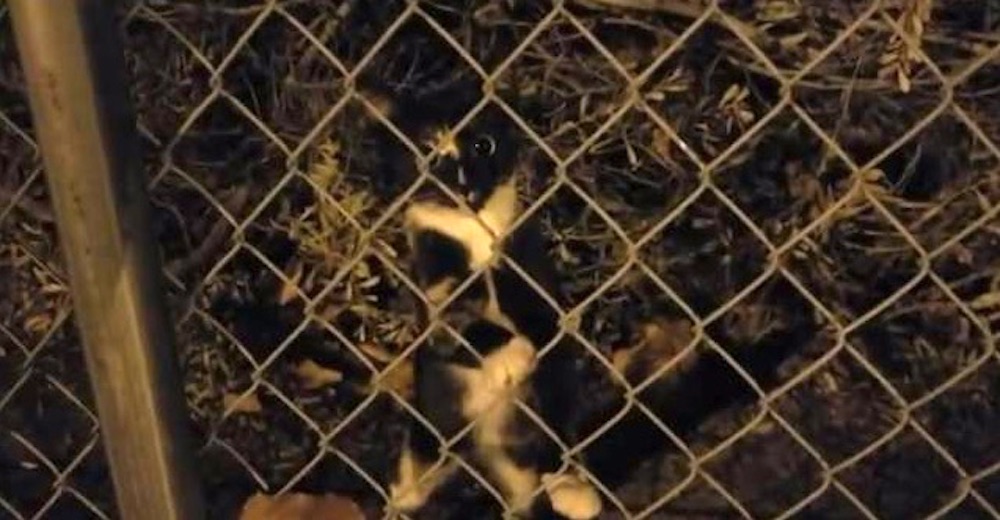 Le prohibieron seguir alimentando a una gatita afuera de su oficina, pero él supo qué hacer Le prohibieron seguir alimentando a una gatita afuera de su oficina, pero él supo qué hacer