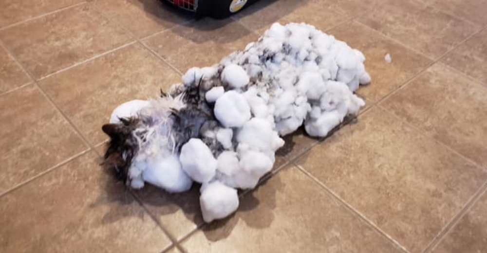 Un gato logra sobrevivir tras ser rescatado congelado entre una montaña de nieve