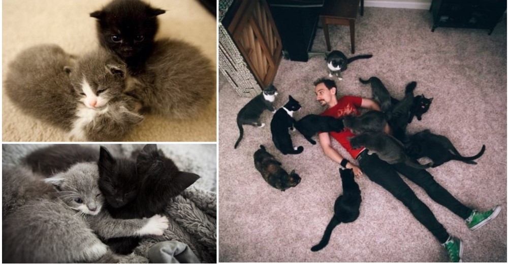 Siempre que abrían la puerta de su hogar se encontraban una nueva visita–Ahora tienen 24 gatitos