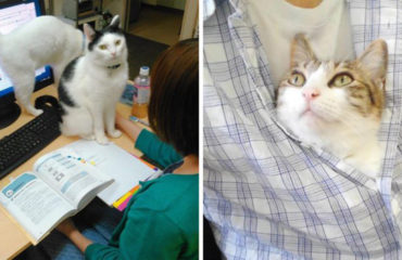 Gatos empresa Japón