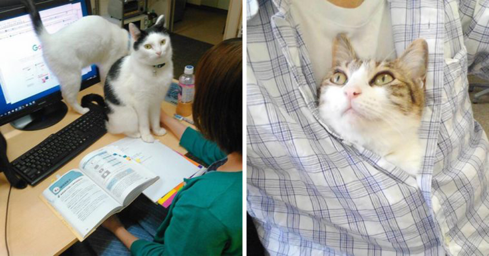 Gatos empresa Japón