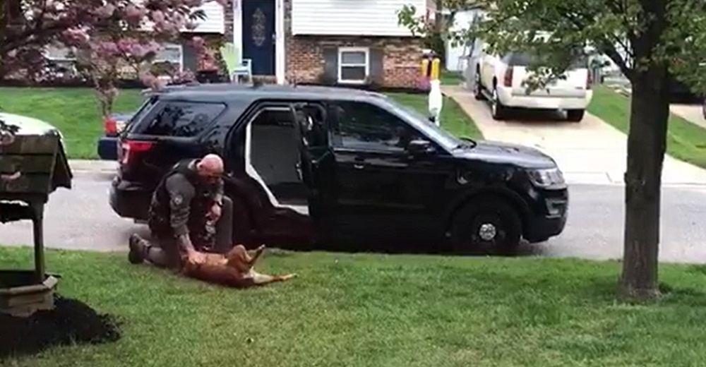 Un perro policía no quiere saber de ir a trabajar, hasta que recibe la motivación que necesita