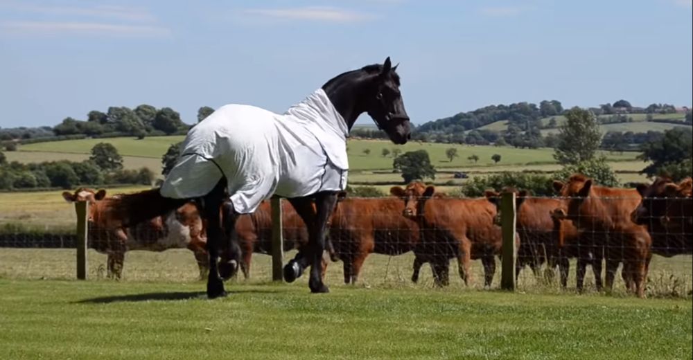Un caballo se pavonea ante sus curiosas vecinas y las sorprende con el espectáculo de su vida Un caballo se pavonea ante sus curiosas vecinas y las sorprende con el espectáculo de su vida