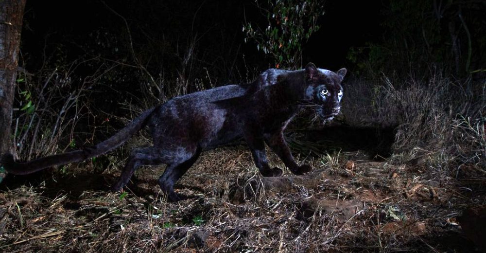 Un leopardo negro africano en estado salvaje es fotografiado por primera vez en más de 100 años Un leopardo negro africano en estado salvaje es fotografiado por primera vez en más de 100 años